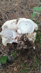 Albatrellopsis confluens