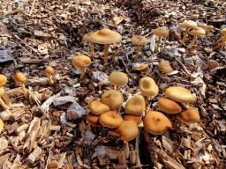 Agrocybe pediades