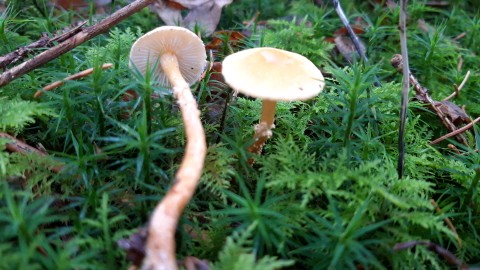 Cystoderma amianthinum