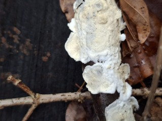 Byssomerulius corium