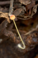 Mycena acicula