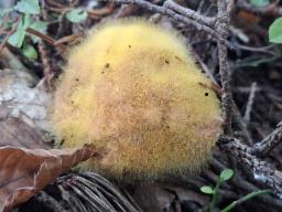 Dicranophora fulva