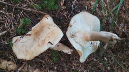 Lactarius pallidus