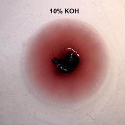 Daldinia concentrica