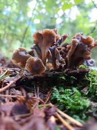 Craterellus undulatus