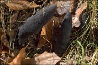 Xylaria polymorpha