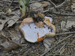 Hypomyces lateritius