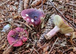 Russula xerampelina