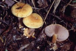 Calonarius callochrous