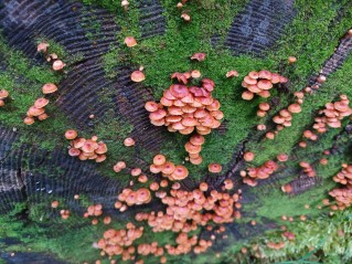 Xeromphalina campanella