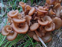 Lentinellus cochleatus