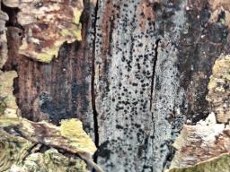 Rhizodiscina lignyota