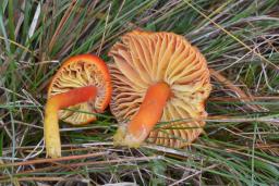 Hygrocybe coccinea