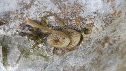 Simocybe centunculus