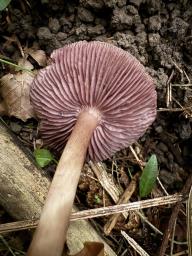 Mycena pelianthina