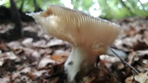 Russula aeruginea