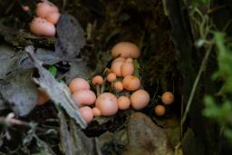 Lycogala epidendrum