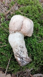 Agaricus augustus