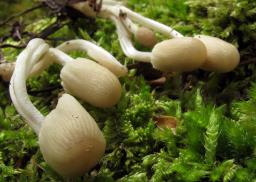 Coprinellus bisporus