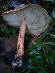 Echinoderma echinaceum