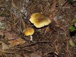 Tricholoma arvernense