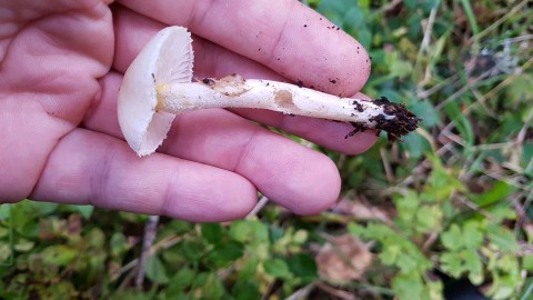 Hygrophorus chrysodon