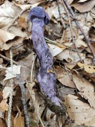 Cortinarius violaceus