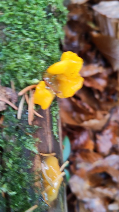 Dacrymyces chrysospermus