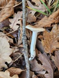 Hygrophorus arbustivus