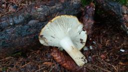 Russula ochroleuca