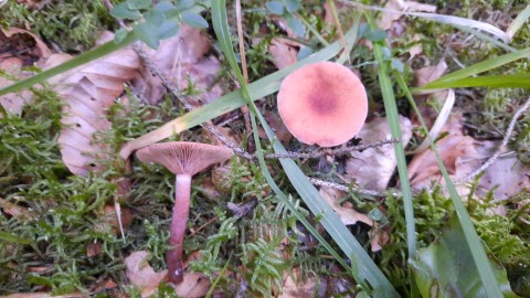 Lactarius camphoratus