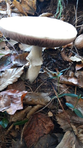 Agaricus bisporus