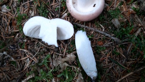 Russula vesca