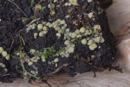 Podophacidium xanthomelum