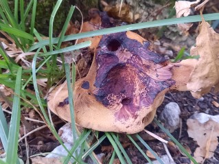 Fistulina hepatica