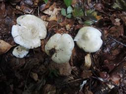 Tricholoma album