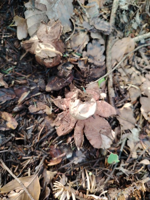 Geastrum rufescens