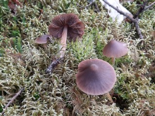 Entoloma hirtipes