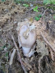 Amanita amplivelata