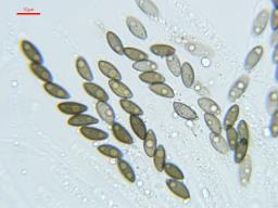 Nemania diffusa