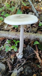 Amanita vaginata