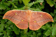 Antheraea yamamai