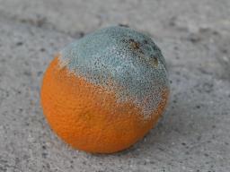 Penicillium digitatum