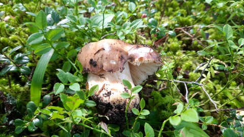 Russula viscida