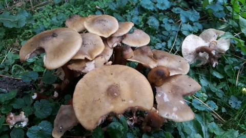 Armillaria mellea