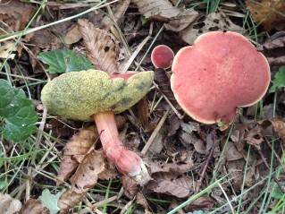 Hortiboletus rubellus