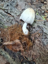Coprinellus domesticus