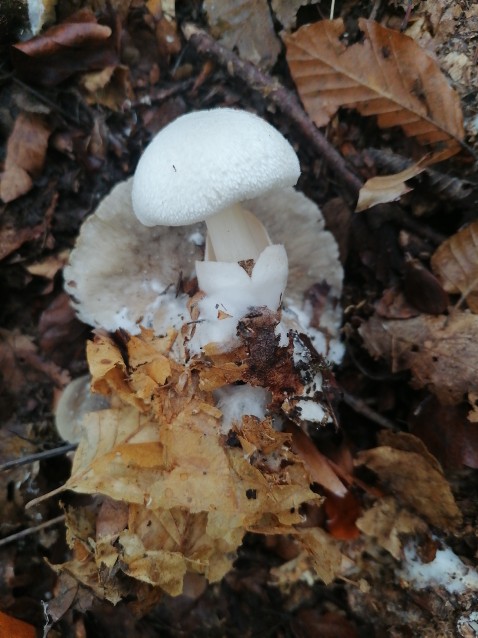 Volvariella surrecta