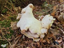 Oligoporus obductus