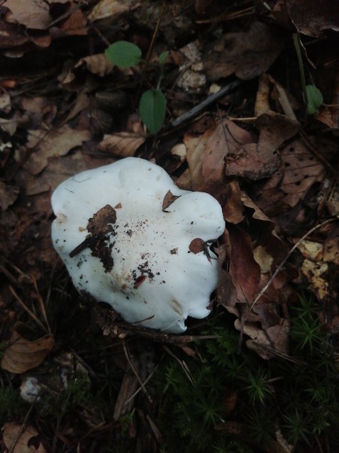 Tricholoma columbetta